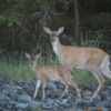 Momma and Baby Deer In Southeast Alaska
