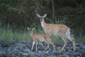 Momma and Baby Deer In Southeast Alaska