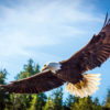 Southeast Alaska Bald Eagle Soaring