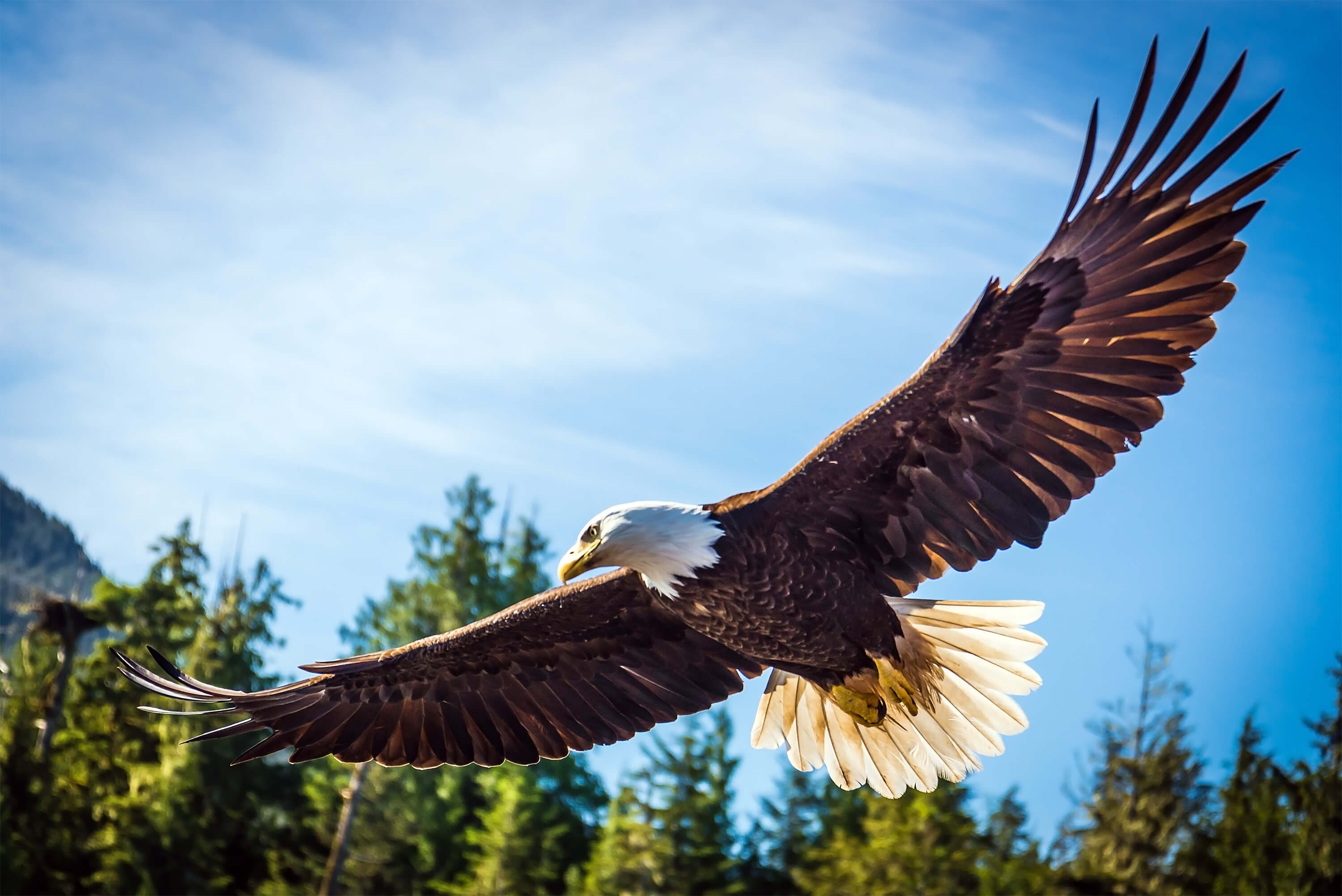 Southeast Alaska Bald Eagle Soaring
