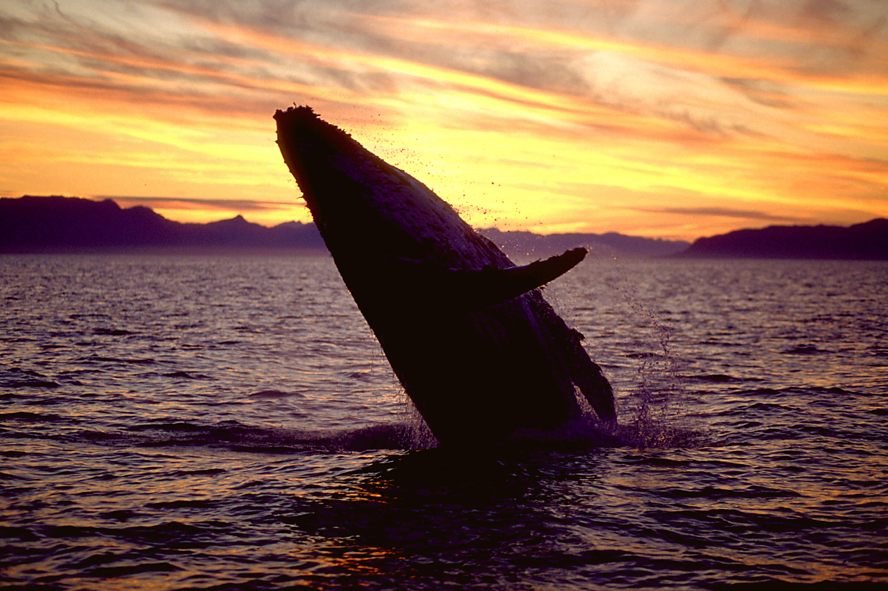 Southeast Alaska Humpback Whale Breach