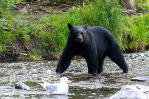Southeast Alaska Wild Black Bear